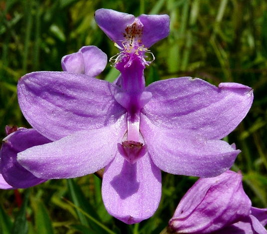 {Calopogon tuberosus}